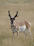 Pronghorn (Antilocapra Americana) Buck, Custer State Park, South Dakota, USA