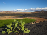 Prickly Pear Cactus and Irrigated Crop Amidst Black Lava Rock, Canary Islands, Spain