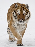 Captive Siberian Tiger (Panthera Tigris Altaica) in the Snow, Near Bozeman, Montana, USA
