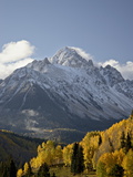 Yellow Aspens and Snow-Covered Mountains, Uncompahgre National Forest, Colorado, USA