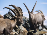 Ibex (Capra Ibex), on Lower Slopes of Mont Blanc, Chamonix, French Alps, France, Europe
