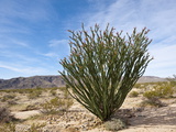Ocotillo (Fouquieria Splendens), Joshua Tree National Park, California