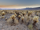 Cholla Cactus Garden, Joshua Tree National Park, California, USA