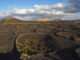 Buy Semi-Circles of Lava Rock to Protect Crops From the Strong Winds, Canary Islands, Spain at AllPosters.com