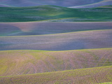 Buy Field Patterns at Dawn, Palouse, Washington State, USA at AllPosters.com
