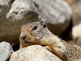 Richardson Ground Squirrel (Citellus Richardsoni), Near Oliver, British Columbia, Canada