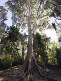Trees Covered With Fronds of Tillandsia, El Gallineral Park, San Gil, Colombia, South America