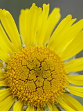 Buy Old Man of the Mountain Or Alpine Sunflower (Hymenoxys Grandiflora), Mount Evans, Colorado at AllPosters.com