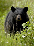 Buy Black Bear (Ursus Americanus), Alaska Highway, British Columbia, Canada, North America at AllPosters.com