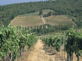 Buy Vineyards, Chianti, Tuscany, Italy, Europe at AllPosters.com