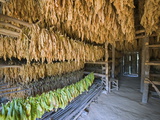 Tobacco Leaves Hung Up to Dry, Vinales Valley, Cuba, West Indies, Caribbean, Central America