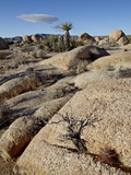 Buy Typical Landscape, Joshua Tree National Park, California, United States of America, North America at AllPosters.com
