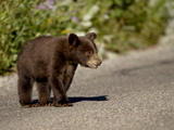 Black Bear (Ursus Americanus) Cub Crossing the Road, Waterton Lakes National Park, Alberta, Canada