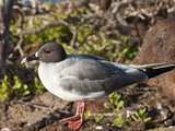 Swallow-Tailed Gull (Creagrus Furcatus), North Seymour Island, Galapagos Islands, Ecuador