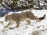 Buy Snow Leopard (Uncia Uncia) in the Snow, in Captivity, Near Bozeman, Montana, USA at AllPosters.com
