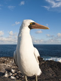 Nazca Booby (Sula Dactylatra), Suarez Point, Isla Espanola, Galapagos Islands, Ecuador