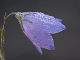Buy Mountain Harebell (Campanula Lasiocarpa) With Frost, Glacier National Park, Montana at AllPosters.com