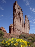 The Organ With Rough Mulesears (Wyethia Scabra), Arches National Park, Utah, USA
