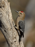 Male Gila Woodpecker (Melanerpes Uropygialis), the Pond, Amado, Arizona, USA