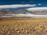 Buy Salar De Talar, Atacama Desert, Chile, South America at AllPosters.com