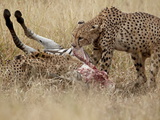 Two Cheetah (Acinonyx Jubatus) at a Zebra Kill, Kruger National Park, South Africa, Africa