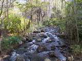 Buy Trees Covered With Fronds of Tillandsia, El Gallineral Park, San Gil, Colombia, South America at AllPosters.com