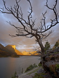 Bare Tree at Sunrise, St. Mary Lake, Glacier National Park, Montana, USA