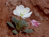 Buy Dwarf Evening-Primrose, Arches National Park, Utah at AllPosters.com