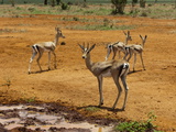 Buy Grant's Gazelle (Gazella Granti), Tsavo East National Park, Kenya, East Africa, Africa at AllPosters.com