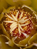 Buy Center of a Red Barrel Cactus Flower, Anza-Borrego Desert State Park, California at AllPosters.com