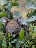 Koala (Phascolarctos Cinereus) in a Eucalyptus Tree, Yanchep National Park, West Australia