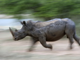 White Rhino (Ceratotherium Simum) Charging, Hlane Royal National Park Game Reserve, Swaziland