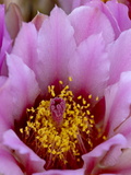 Buy Whipple's Fishhook (Sclerocactus Whipplei) Bloom, Needles District, Arches National Park, Utah at AllPosters.com