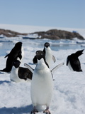 Adelie Penguins (Pygoscelis Adeliae), Dumont D'Urville, Antarctica, Polar Regions
