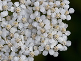 Buy Alpine Yarrow (Achillea Alpicola), Glacier National Park, Montana at AllPosters.com