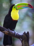 Keel-Billed Toucan (Ramphastos Sulfuratus), Summit Botanical Gardens and Zoo, Panama City, Panama