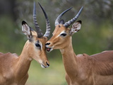 Buy Impala (Aepyceros Melampus), Males Allogrooming, Kruger National Park, Mpumalanga, South Africa at AllPosters.com