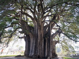 El Tule Tree, the Worlds Largest Tree By Circumference, Oaxaca State, Mexico, North America