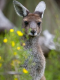 Western Gray Kangaroo (Macropus Fuliginosus), Yanchep National Park, West Australia