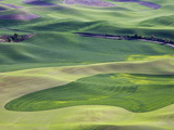 Buy Spring in the Palouse, From Steptoe Butte, Washington State, USA at AllPosters.com
