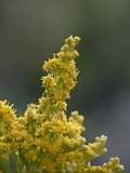 Buy Meadow Goldenrod (Solidago Occidentalis), Glacier National Park, Montana at AllPosters.com