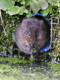 Water Vole (Arvicola Terrestris) in Captivity, United Kingdom, Europe