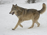 Gray Wolf (Canis Lupus) Running in the Snow in Captivity, Near Bozeman, Montana
