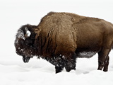 Bison in Snow, Yellowstone National Park, Wyoming