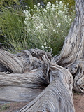 Buy Fremont's Peppergrass (Lepidium Fremontii) Behind a Weathered Juniper Trunk, Arches Nat. Park, Utah at AllPosters.com