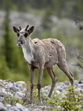 Buy Woodland Caribou (Rangifer Caribou) Calf, Stone Mountain Provincial Park, British Columbia, Canada at AllPosters.com