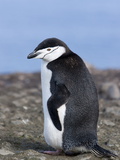 Buy Chinstrap Penguin (Pygoscelis Antarctica), Aitcho Island, Antarctica, Polar Regions at AllPosters.com