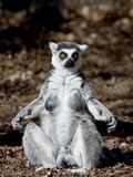 Female Ring-Tailed Lemur (Lemur Catta) Sunning Herself, in Captivity, Denver Zoo, Colorado