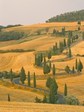 Buy Cypress Trees Along Rural Road Near Pienza, Val D'Orica, Siena Province, Tuscany, Italy, Europe at AllPosters.com