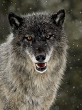 Captive Gray Wolf (Canis Lupus) in the Snow, Near Bozeman, Montana, USA
